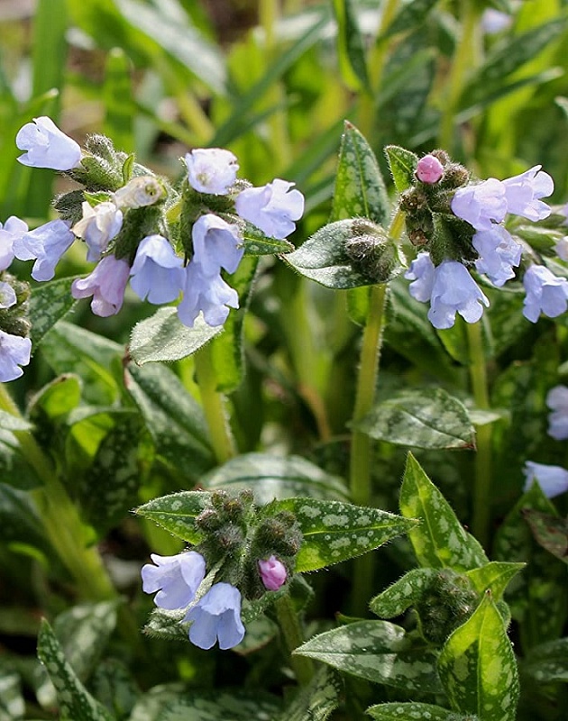 Медуница Опал 1 шт Р9